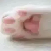 momoの画像
