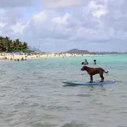 トゥーレの画像