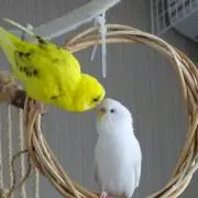 みづき