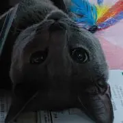 しめじちゃんの画像