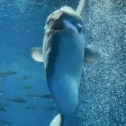 マンボーの画像
