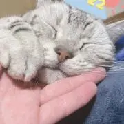 きぃの画像
