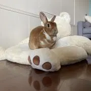 わだだわ【即購入可】の画像