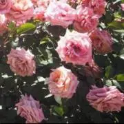 はるの画像