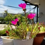 ちぃこの画像