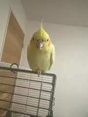 いくちゃん