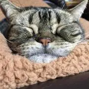 はならんぐりきり