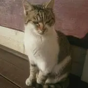 ろにーの画像