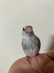 レイリー