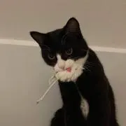 春