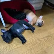 ブヒ❤️