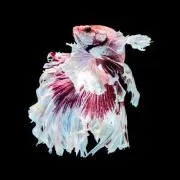 betta12の画像