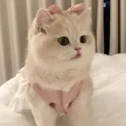 あの画像