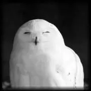 つくねの画像