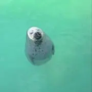 Maxiの画像