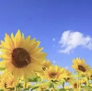 ひまわりの画像