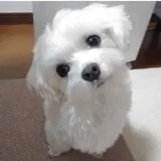 こじろい