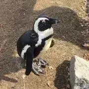ペリー