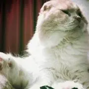 ゆう