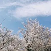 Mikaの画像