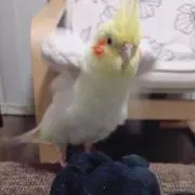 niko