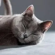 tuppenceの画像