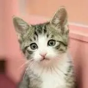 ハルウララの画像