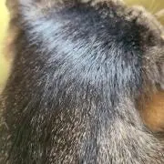 にゃにゃ