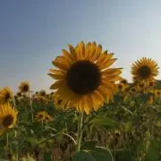 ♡T*♡
