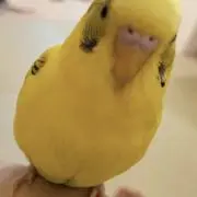 ちっぽけの画像