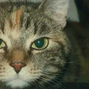 キキ