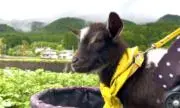 もろこしの画像