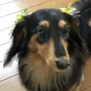 たけ