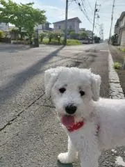 からっ風サンタの画像