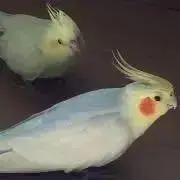 yosseの画像