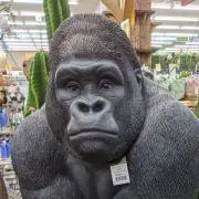 ミウラの画像