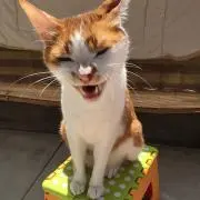 ラック