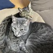 にゃんこ(プロフ見)の画像