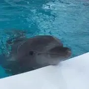 renaの画像