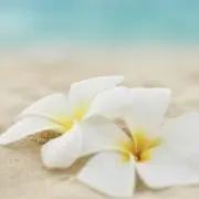 ♡プルメリア♡