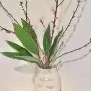 さつきの画像