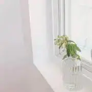 ゆずの画像