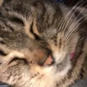 mikoの画像