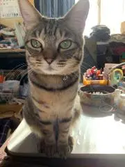 足指ほぐし三兄弟 Aimiさま専用 - メルカリ