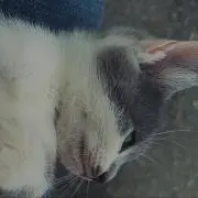 か