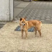 WALKMAN
