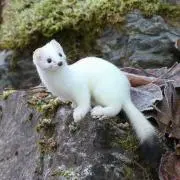 poohの画像