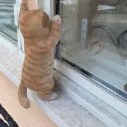 nの画像