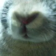 ホタテの画像
