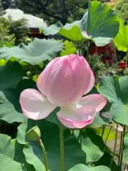 かざ(プロフィールを必ず読んで下さい)の画像